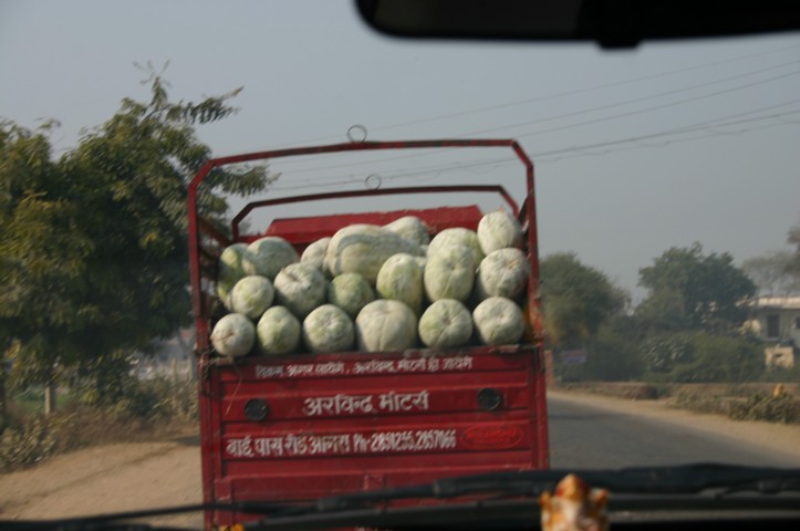 Watermelons on their way to market