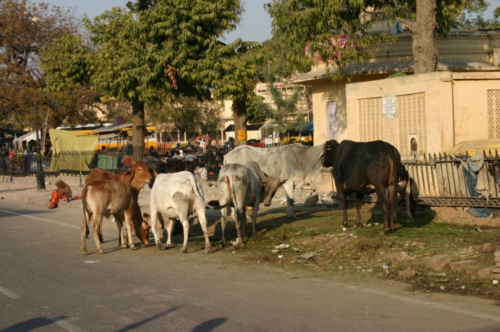 Centre of Jaipur