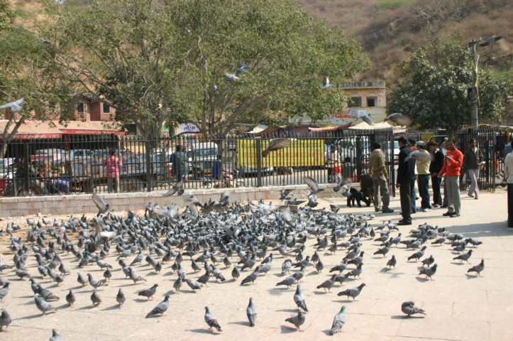Pigeons galore