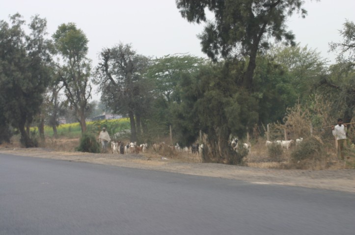 Herding goats