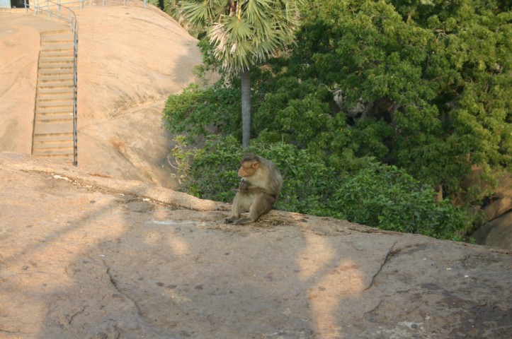A monkey at the lighthouse