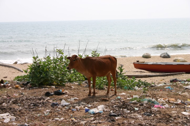 Cows cannot eat plastic