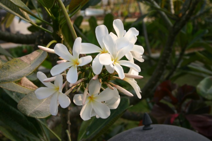 Frangipani flowers