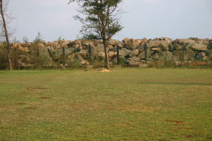 Jane's lion cub