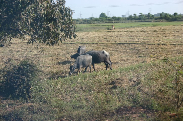 Grazing buffaloes