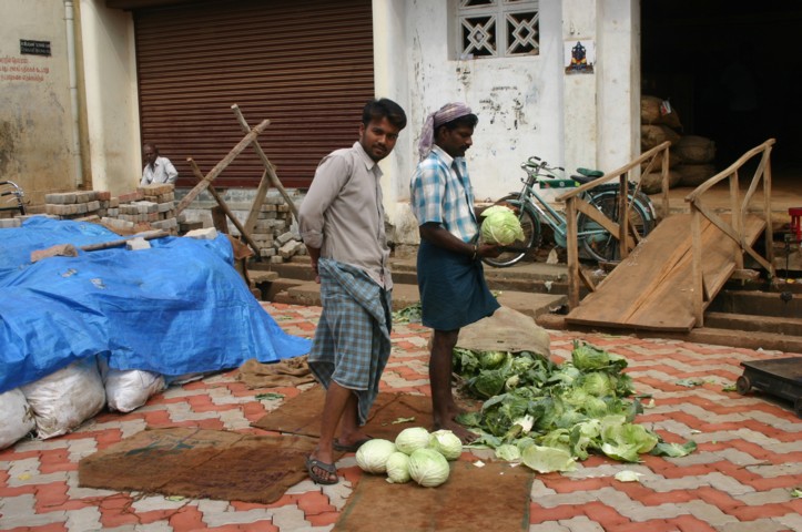 Preparing cabbages - cows will eat the left overs where they are