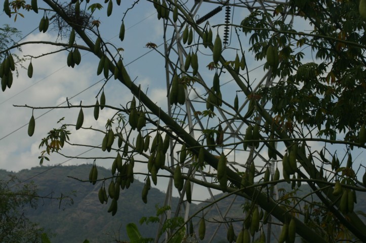 A closer look at the broad bean tree