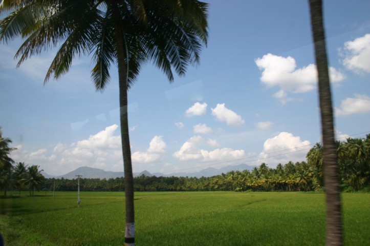 Acres of rice and palm trees