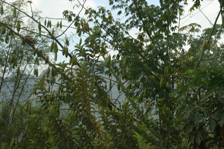 Broad bean tree