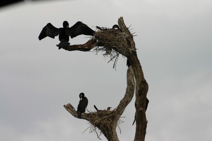 Cormorants 1