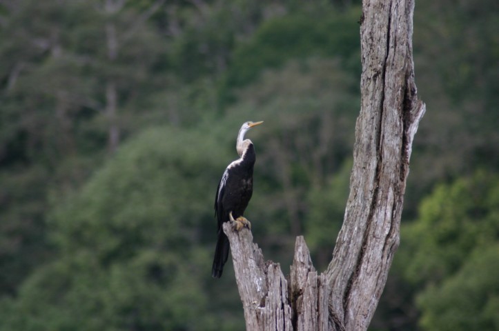 Darter or Snakebird