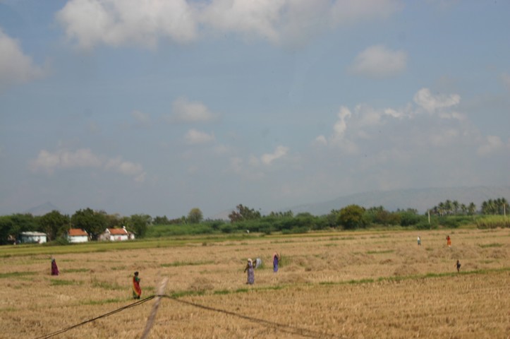 Harvest time