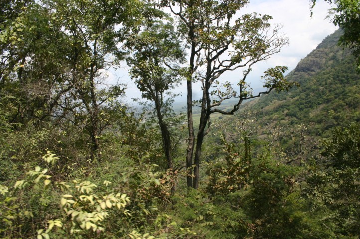 Mountain vegetation