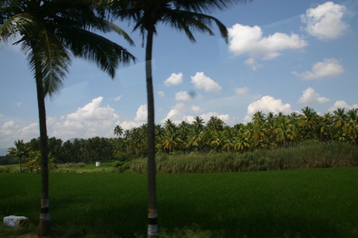 Palm trees and rice fields