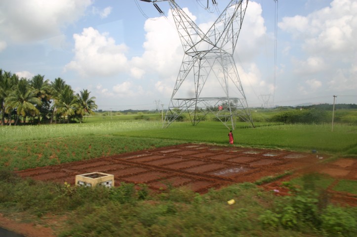 Rice fields and pylons