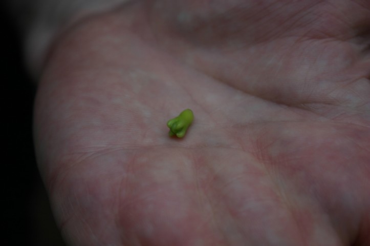 A Clove