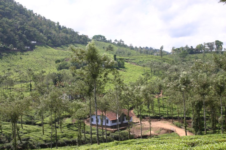 Acres of plantation