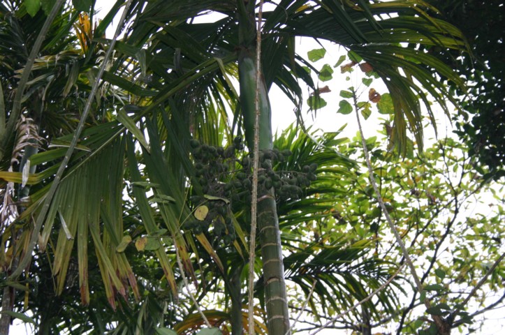 Betel nuts