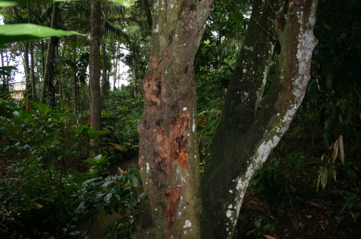 Cinnamon