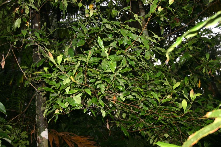 Cloves