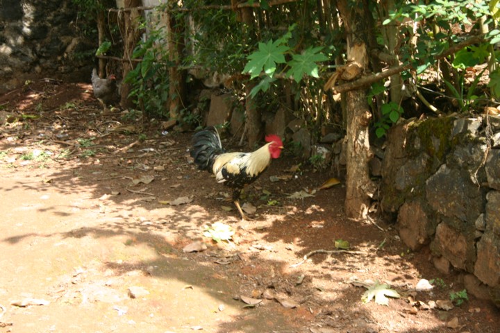 Cockerel