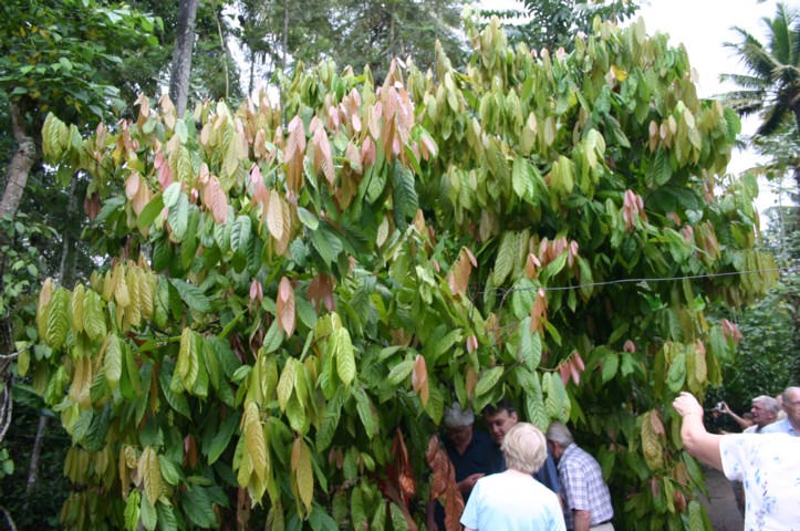 Cocoa tree
