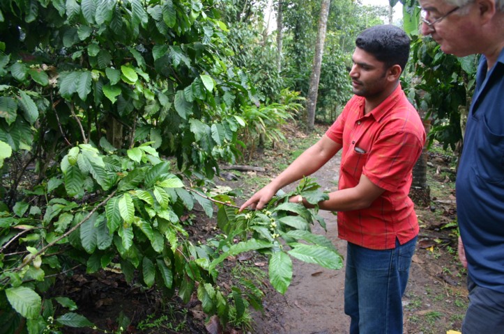 Coffee bush