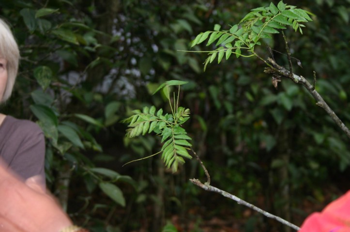 Curry plant