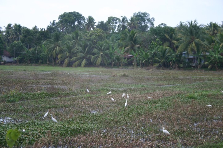 Fields of egrets