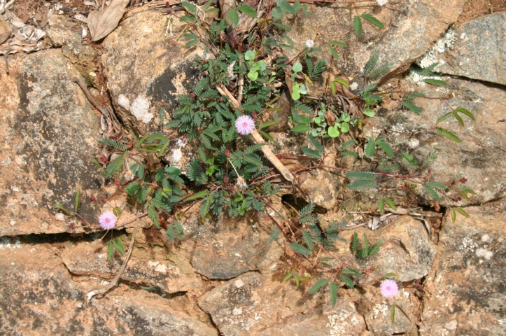 Flowered touch me not plant