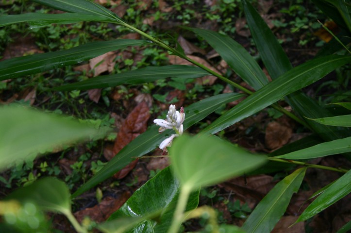Ginger flower