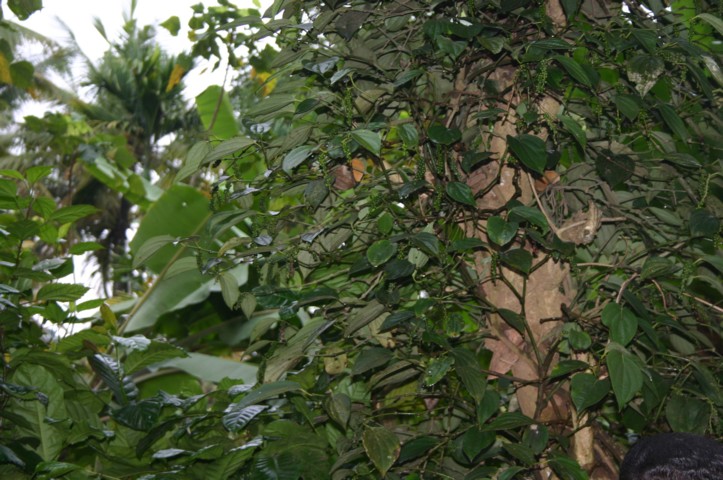 Growing pepper green black red and white