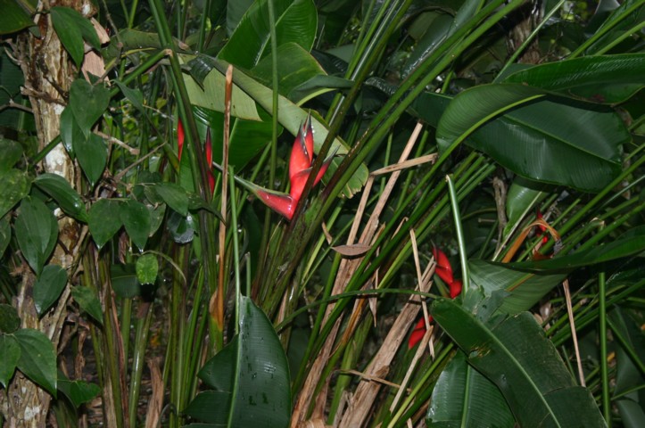 Heleconium ornamental