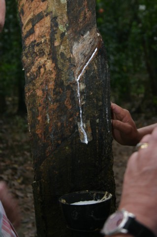 Latex Trees