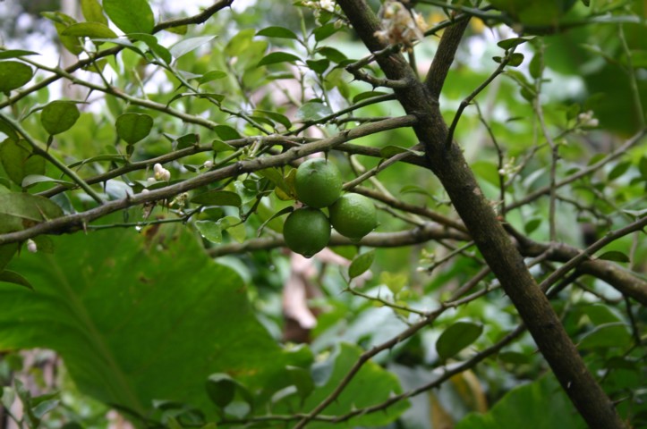Lime tree