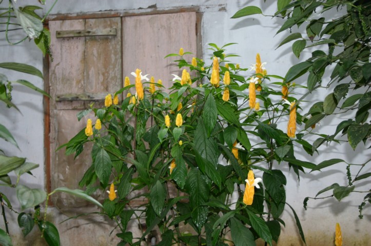Ornamental golden river