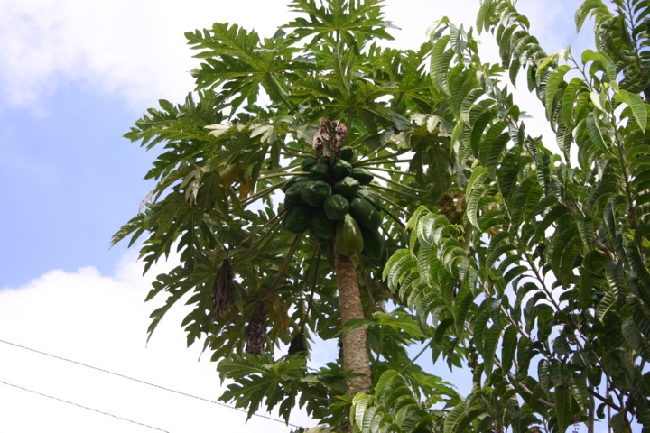 Papayas