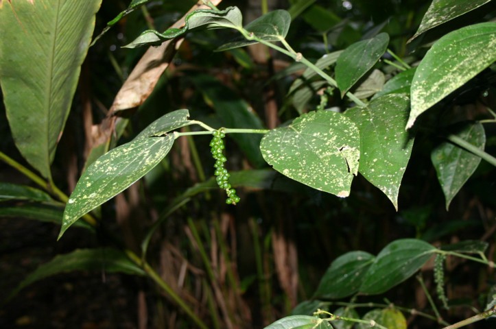 Pepper seeds