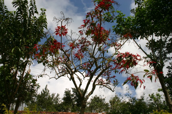 Poinsettia