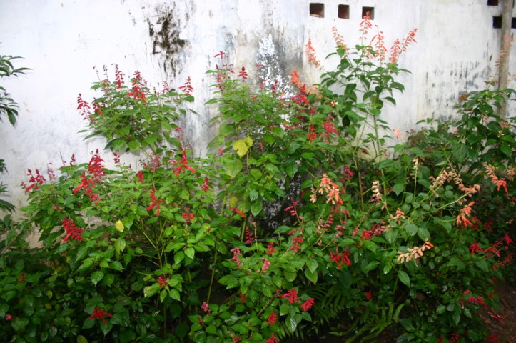 Salvia or sage plants