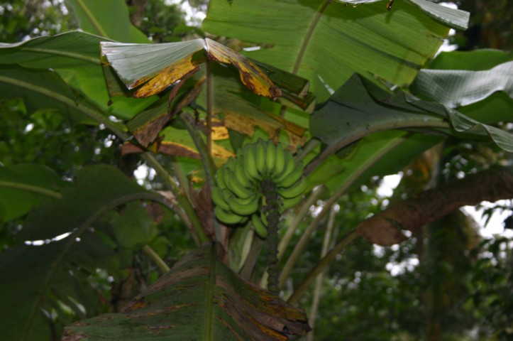 Small bananas good for Kidneys
