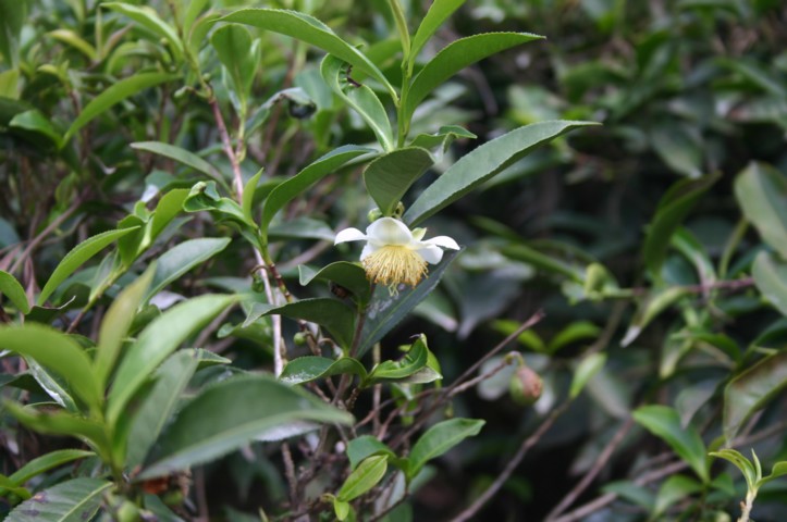 Tea bush in flower