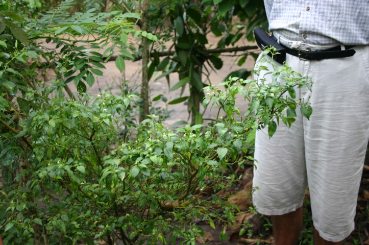 Tiny hot chillies
