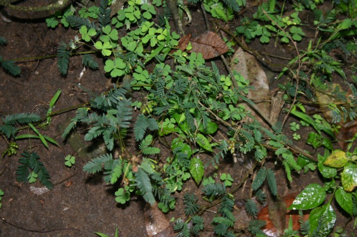 Touch me not plants