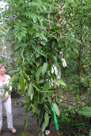 Vanilla is in the orchid family