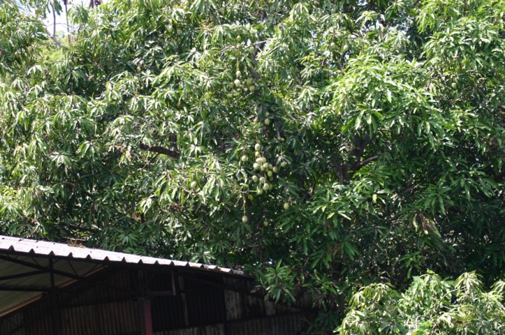 Mangoes