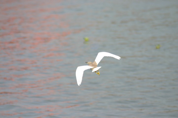 Paddybird in flight