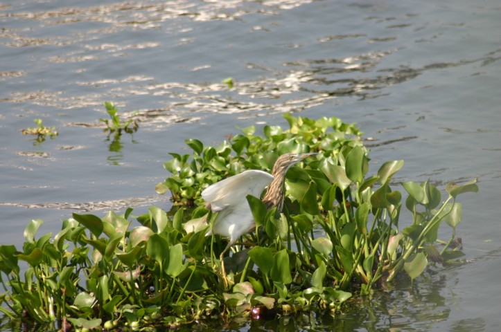 Paddybird taking off