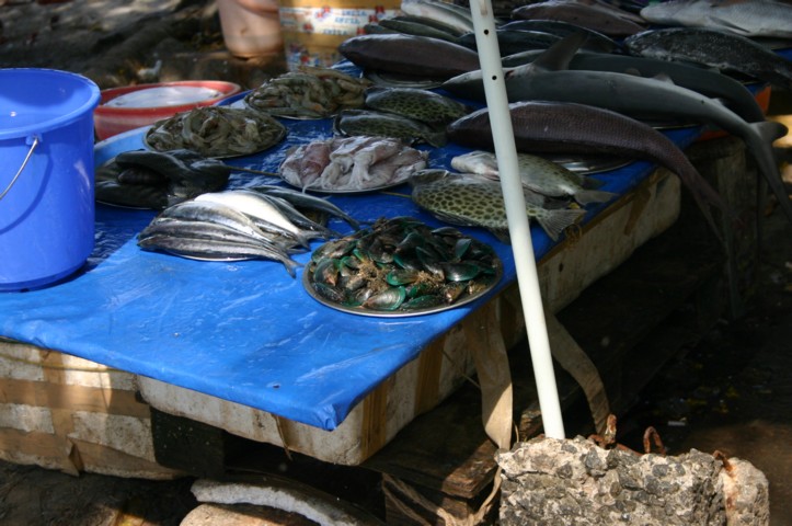 Including green lipped mussels
