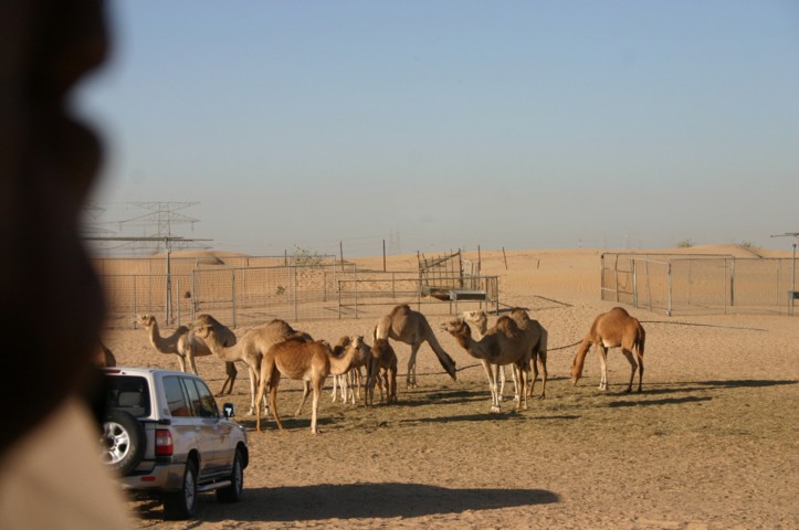 A camel farm